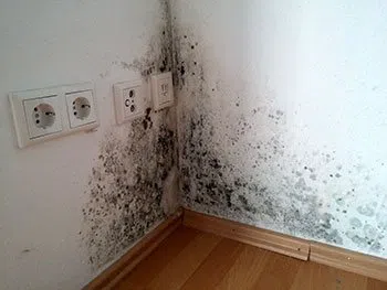 Coconut Creek Restoration Company Coconut Creek, FL 954-302-7165 - serv-cont-mold
