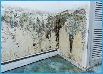 Coconut Creek Restoration Company Coconut Creek, FL 954-302-7165 Coconut Creek Restoration Company Coconut Creek, FL 954-302-7165 - sid-mold-wdr-1